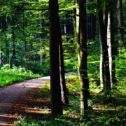 Weg, der durch einen gründen Wald führt (Bild-Copyright: Alexas Fotos - via Pixabay)