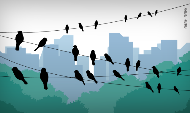 Grafik, die Vögel auf Leitungen sitzend vor einer Skyline zeigt (Copyright: Freepik)
